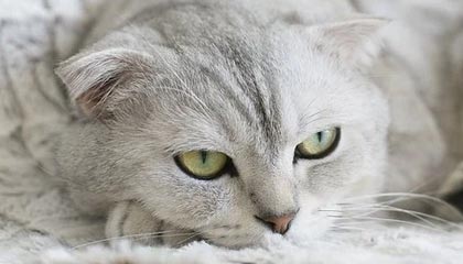 模特行业的规则